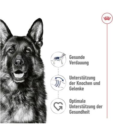 ROYAL CANIN Maxi Adult | Double Pack | 2 x 10 x 140 g | Complete Food for Dogs | for Large Adult Dogs (26 to 44 kg) | From 15 Months to 5 Years - Buy Online on GoSupps.com