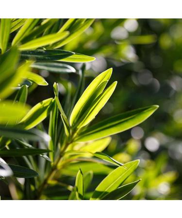 Akane - Poultice Mask - Anti-Imperfections Clay Face Mask - Oily and Combination Skin Prone to Acne - Excess Sebum - Spirulina & Organic Tea Tree - 50ml - Buy Online on GoSupps.com