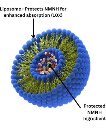Liposomal NMNH 500mg Per Serving -NMN Supplement Alternative- 120 Capsules (Dihydronicotinamide Mononucleotide) NAD Supplement to Boost NAD+ Levels for Anti Aging (120) 60 Count (Pack of 2) - Buy Online on GoSupps.com