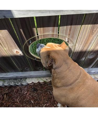 Ailan Pet Bubble for Windows Safety Fence View Dome Relief Indoor Household Garden Lawn Fencing Small Animals Accessories - Buy Online on GoSupps.com