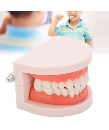 Teeth Model - Anti-Yellow Denture Model for Hospitals & Kindergartens | Shop Internationally - Buy Online on GoSupps.com