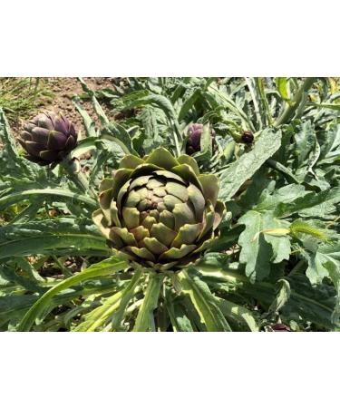 Detox Liver Artichoke and Black Radish - Turmeric - Natural Toxin Elimination - 120 Vegan Tablets - Liver Wellness - EXCELDIET PHARMA - Made in France - Buy Online on GoSupps.com