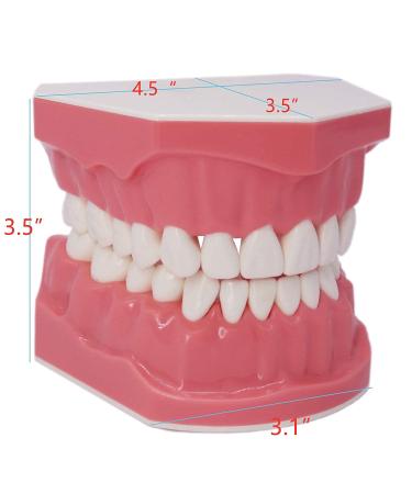 1.5X Large Dental Typodont Model for Kids - Tooth Brushing & Flossing Practice Removable Lower Teeth for Dental Students | Ideal Teaching Tool - Buy Online on GoSupps.com