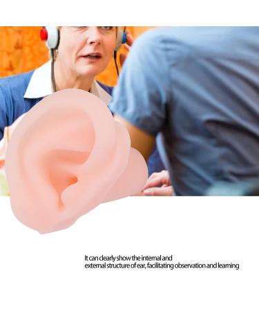 Buy Silicone Ear Model - Lightweight Flexible Display for Acupuncture Training & Earrings/Headset Props - International Shipping Available - Buy Online on GoSupps.com