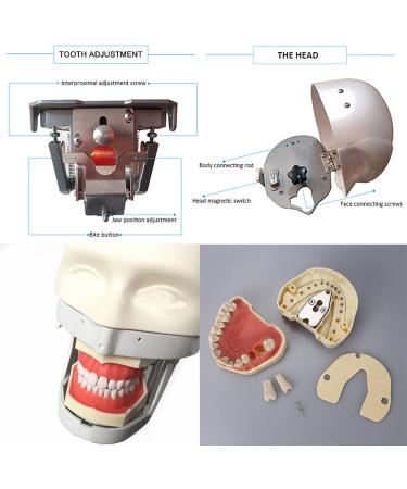 Buy Dental Phantomkopf Model - Realistic Dental Simulator with 28 Resin Teeth & 7 Pulp Cavity for Dentists & Assistants | International Shipping - Buy Online on GoSupps.com