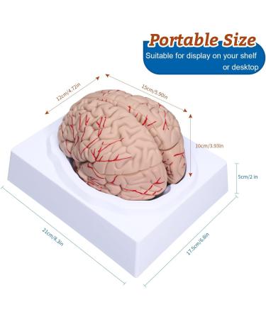 Dog Hip Joint Skeleton Medical Model Veterinarian Lessons Dog Skeleton Veterinary Veterinary Medicine Animal Model - Buy Online on GoSupps.com