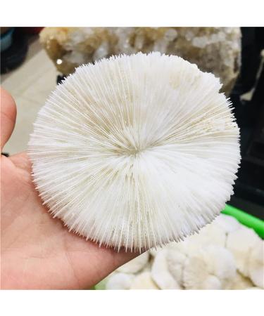 Energy Stone 10cm Natural Mineral White Mushroom Landscape Layout with Natural Embellishment sea Home Wedding Decoration - Buy Online on GoSupps.com