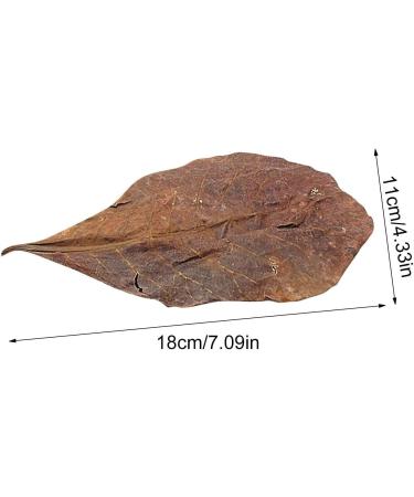240 Pieces Catappa Leaves - Fish Tank Longan Leaves - Almond Leaves for Betta Fish Tank Water Treatments | Leaves Induce Breeding and Boost Immunity PH Down Aquarium Water Conditioner - Buy Online on GoSupps.com
