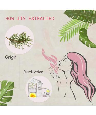 100% Pure Organic Pine Needles Essential Oil - Natural Pinus Acus for Diffusers Aroma Therapy Spa Massage & Yoga - 0.33oz - Buy Online on GoSupps.com
