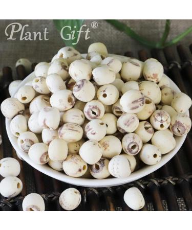 100% Pure Lotus Seed Powder - Natural Non-GMO Flour for Enhanced Flavor | 100g/3.25oz - Buy Online on GoSupps.com