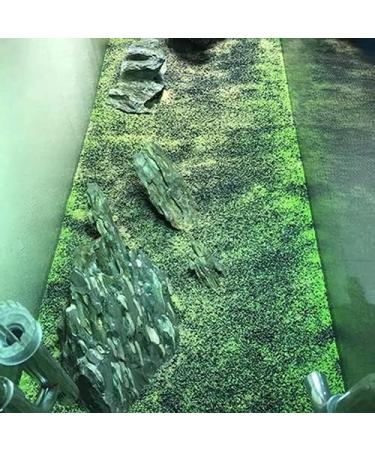 Haloppe 500 Aquarium Plant Seeds - Ideal for Home Garden & Water Decor | Perfect for Aquariums & Front Gardens - Buy Online on GoSupps.com