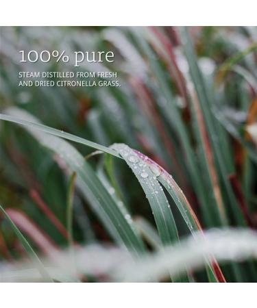 Now Foods Citronella Oil 1oz - Natural Insect Repellent for Outdoor Use - Buy Online on GoSupps.com