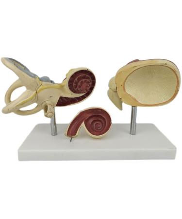 Inner Ear Labyrinth Magnified Model Removable Cochlear Auditory Ossicle Periosteum Model Anatomy of The Semicircular Canal Bone Ear Ear Structure