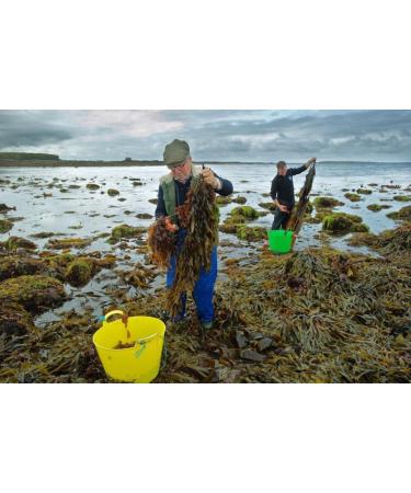 Irish Sea Moss from Ireland | Wildcrafted Chondrus Crispus | Raw Golden Irish Moss - Buy Online on GoSupps.com