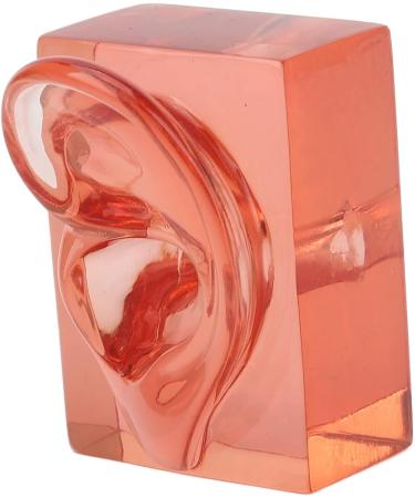 High Simulation Clear Right Ear Display Model - Transparent Acrylic for Observation | International Shipping - Buy Online on GoSupps.com