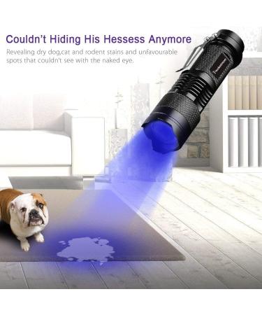 LED UV Flashlight - 395nm Black Light Pet Urine & Stain Detector for Clothes Carpets & Rugs - 1 Pack - Buy Online on GoSupps.com