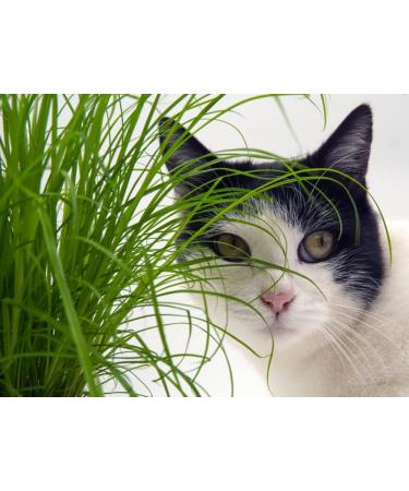 Buy Common Cat Grass (Cyperus alternifolius Zumula) - Premium Quality for Healthy Cats | International Shipping Available - Buy Online on GoSupps.com