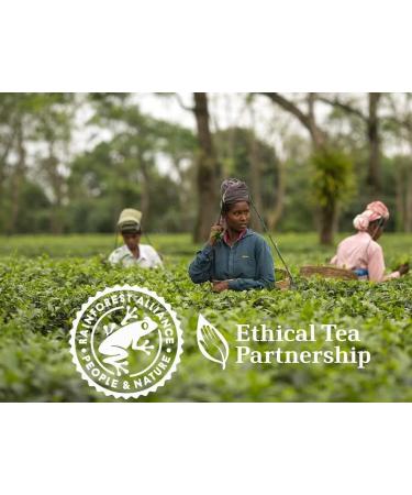 Tetley Original 240 Tea Bags (50% Extra Free) Delicious And Nutritious Drink Tasty And Twisty Treat Gift Hamper Sold By Kidzbuzz - Buy Online on GoSupps.com