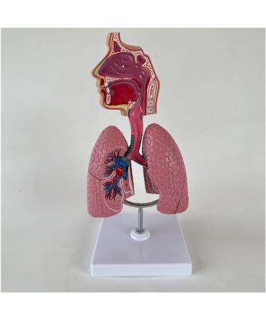 Human Lung Model Human Nasal Cavity Throat Anatomy Model Lung Model Teaching Tool Study Tools for Anatomy and Physiology Students Display Teaching Tool - Buy Online on GoSupps.com