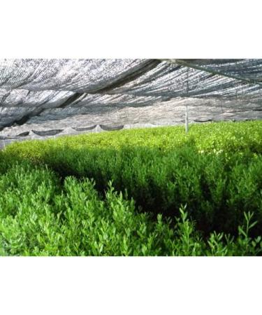 Japanese Gyokuro Green Tea - Yame Classic 100g (3.5oz) - Buy Online on GoSupps.com