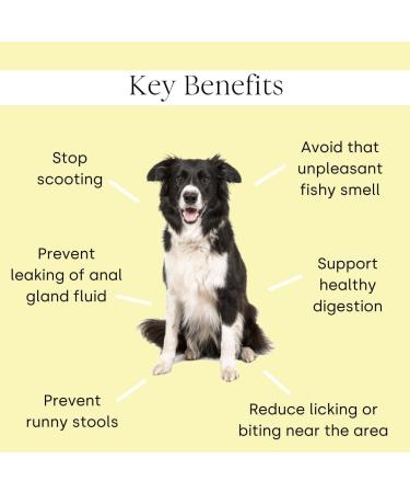 Scooch Anal Gland Dog Supplement - Stop Scooting & Odor | Vet-Formulated Crunchy Chew for Gut Health | Natural & Plant Based - Buy Online on GoSupps.com