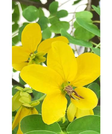 Khadi Middle Blond Plant Hair Color - 100% Natural & Vegan 100g | Lively Medium Blonde to Glossy Red Blonde | Organic Hair Color for Vibrant Results - Buy Online on GoSupps.com