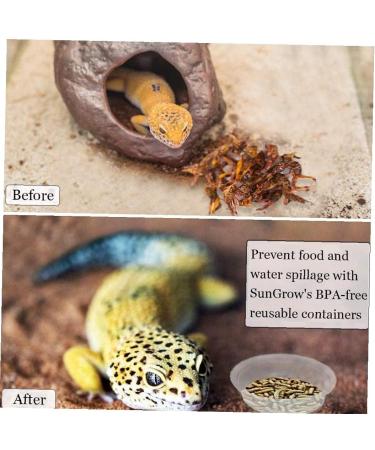 Yililay Gecko Food And Water Containers Reptile Feeder Bowls Gecko Transparent Feeder Bowls Reptile Feeding Plastic Dish Gecko Food Water Containers 100Pcs - Buy Online on GoSupps.com