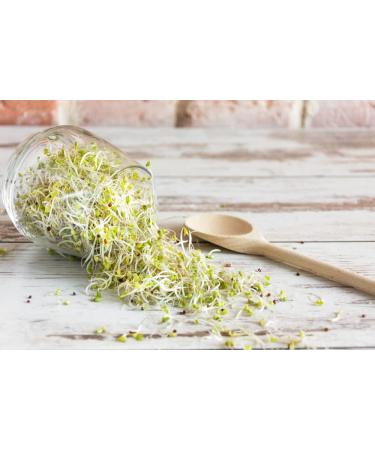 Buy Mynatura Bio Germs Sprouts Buckwheat Vegetables | Healthy Vegan & Vegetarian | 500g - International Shipping Available - Buy Online on GoSupps.com