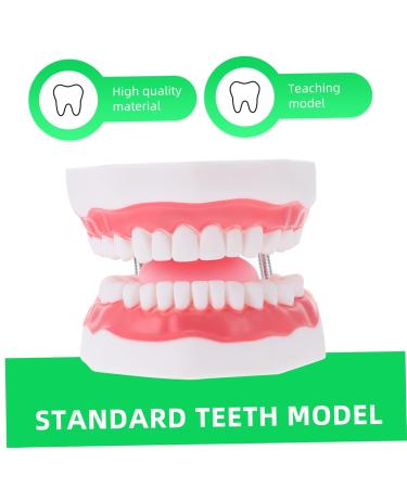 Ultechnovo 2 STK Educational Tooth Model - 3D Dental Teaching Toy for Kids & Adults - Perfect for Learning About Teeth! - Buy Online on GoSupps.com