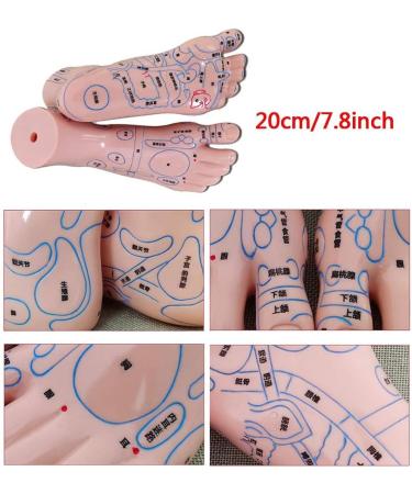 Model Human Acupuncture - Traditional Chinese Medicine Meridian and Acupoint Teaching - Man and Woman Acupuncture with Points - Includes Hands At - Buy Online on GoSupps.com