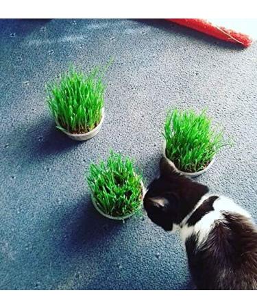 Cat Grass Barley 3 Pack by Cat FurNature - Buy Online on GoSupps.com