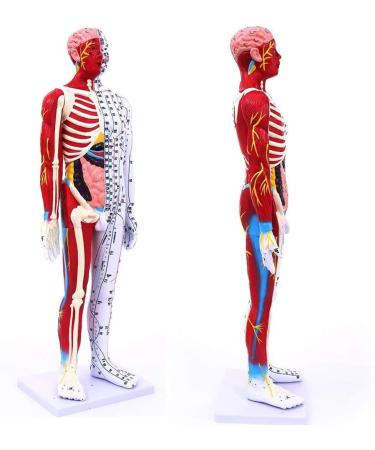85Cm Male Acupuncture Manikin Human Body Model with Pressure Point and Twelve Meridians for Study Teaching Supplies Meridian Acupuncture Point Model - Buy Online on GoSupps.com