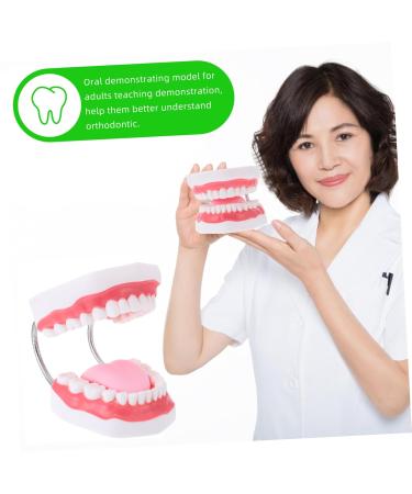 Ultechnovo 2 STK Educational Tooth Model - 3D Dental Teaching Toy for Kids & Adults - Perfect for Learning About Teeth! - Buy Online on GoSupps.com