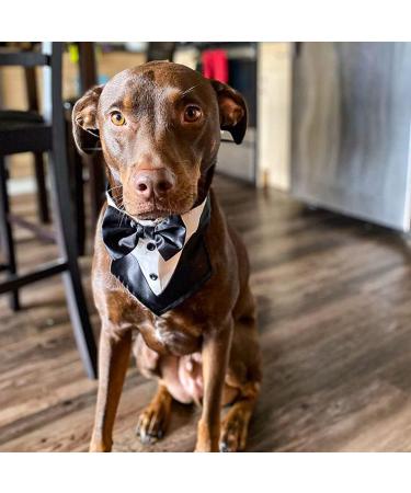 Odi Style Dog Tuxedo for Large Dogs - Wedding Attire with Bow Tie for Dogs - Engagement Gift & Photography Prop - Buy Online on GoSupps.com