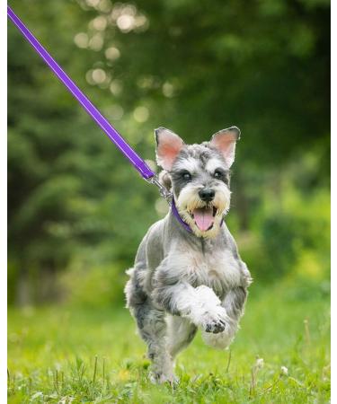 Taglory Reflective Dog Leash for Medium & Large Dogs | Padded Handle Supports 10-75 kg | 1.8m x 2.5cm | Purple | Ideal for Comfortable Walking - Buy Online on GoSupps.com