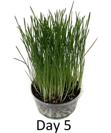 Catomwise Eco Cat Grass Kit x 2 | Organic Cat Grass Kit with PLA Bowls | Ideal for Indoor and Outdoor Cats - Buy Online on GoSupps.com