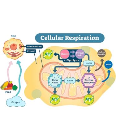 Generic Mildronate 60 Capsules - Improves Physical & Mental Performance Repairs Human Energy Plant Restores Endurance - Buy Online on GoSupps.com