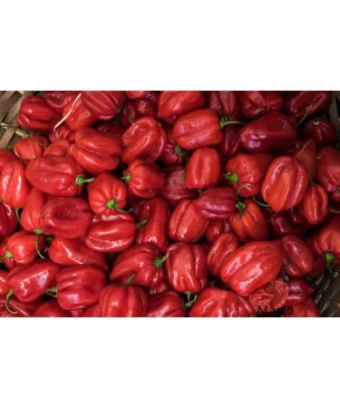 Mashed Vegetarian Chili Pepper from the West Indies Lady Besson 90 g No Stinging + Brand Sticker Maolo - Buy Online on GoSupps.com