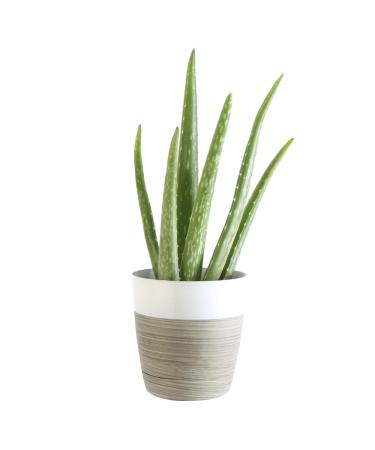 Costa Farms Aloe Vera Live Indoor Plant Fresh from Our Farm 7-Inches Tall, in White-Natural Dcor Planter, Great Gift White-Natural Dcor Planter 7-Inches Tall
