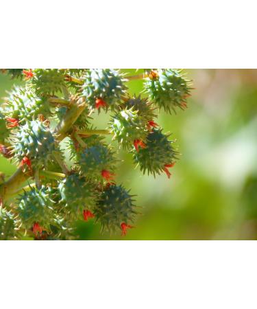 Castor oil - 32 fl oz (946 ml) Plastic Jug w/Cap - 100% Pure Carrier Oil - For Eyelashes Eyebrows Hair Skin & Nails - GreenHealth - Buy Online on GoSupps.com