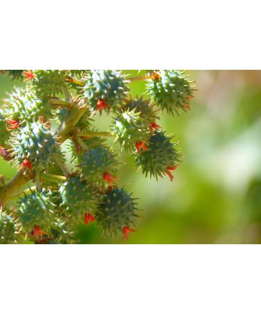 GreenHealth Castor Oil 100% Pure Uncut 4oz(120ml) w/A FREE Black Disc Cap - Buy Online on GoSupps.com