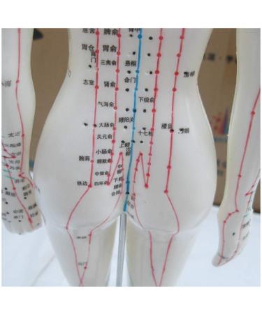 TCM Human Acupuncture and Moxibustion Point Model Used for Body Massage Twelve Meridians Moxibustion Research Education and Training Assistance - Buy Online on GoSupps.com