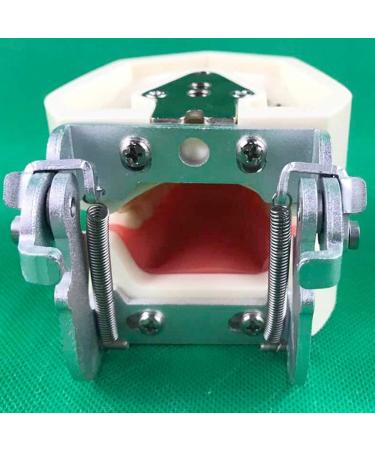 DYTAH Dental Teeth Model - Standard 28 Tooth Study Demo | Removable Adult Teeth Model for Dental Education - Buy Online on GoSupps.com