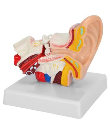 1.5X Magnified Human Ear Model Painted Artificial Ear Model Auditory System Organ Ear Structure Teaching Office Decoration Beige