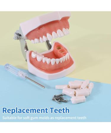 Buy Typodont Teeth Set - 28 Removable Teeth for Dental Practice & Teaching | International Shipping Available - Buy Online on GoSupps.com