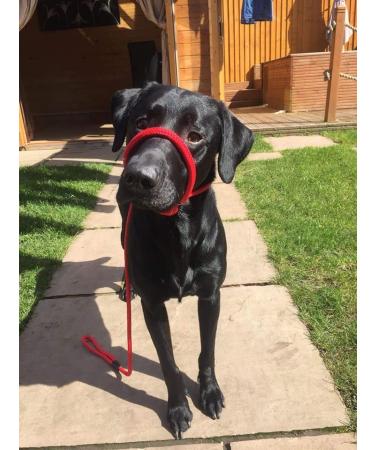 All-in-One Dog Headcollar Lead and Halter - Anti-Pull Solution (Red) - Buy Online on GoSupps.com