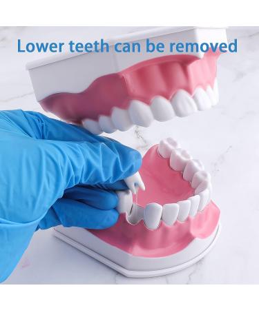 LVCHEN 2 Times Teeth Model with Toothbrush - Dental Large Teeth Model for Kids Dental Teaching Study - Buy Online on GoSupps.com