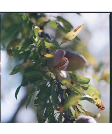 L'Occitane Almond Supple Skin Body Oil - 3.3 Fl Oz - Buy Online on GoSupps.com