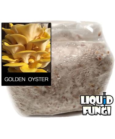 Golden Oyster Mushroom Grain Spawn - 1 lb. Freshly Made & Ready to Use - Buy Online on GoSupps.com
