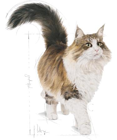 Royal Canin Feline Instinctive +7 (12 x 85 g) - Buy Online on GoSupps.com